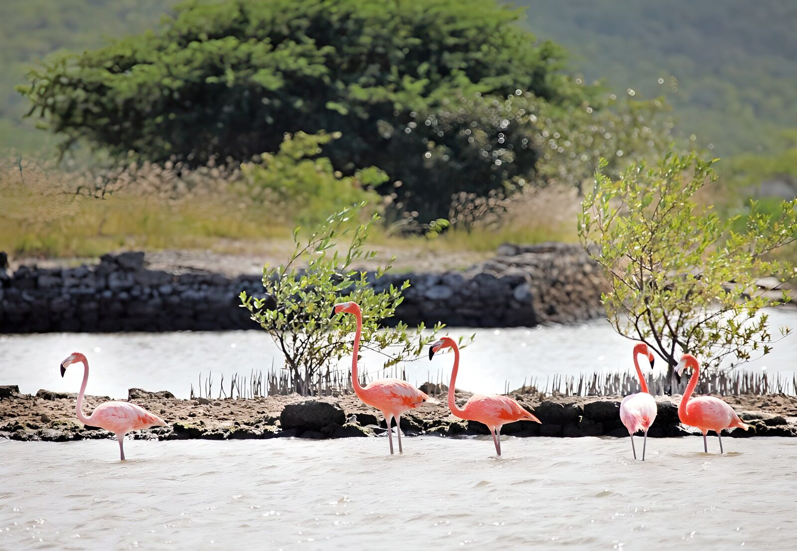 TPDE12229: rosafarbene Flamingos am Ufer eines Flusses