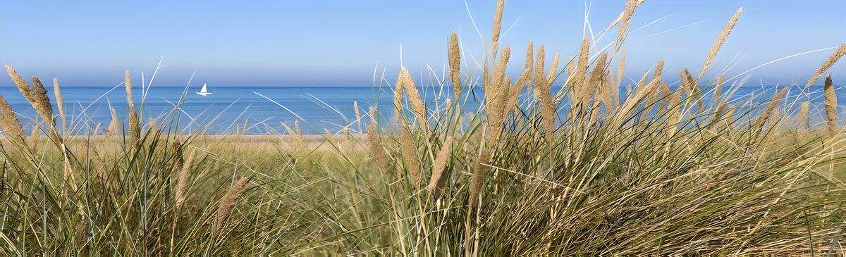 TPDE48418: Strandhafer in den Dünen hinter dem Strand