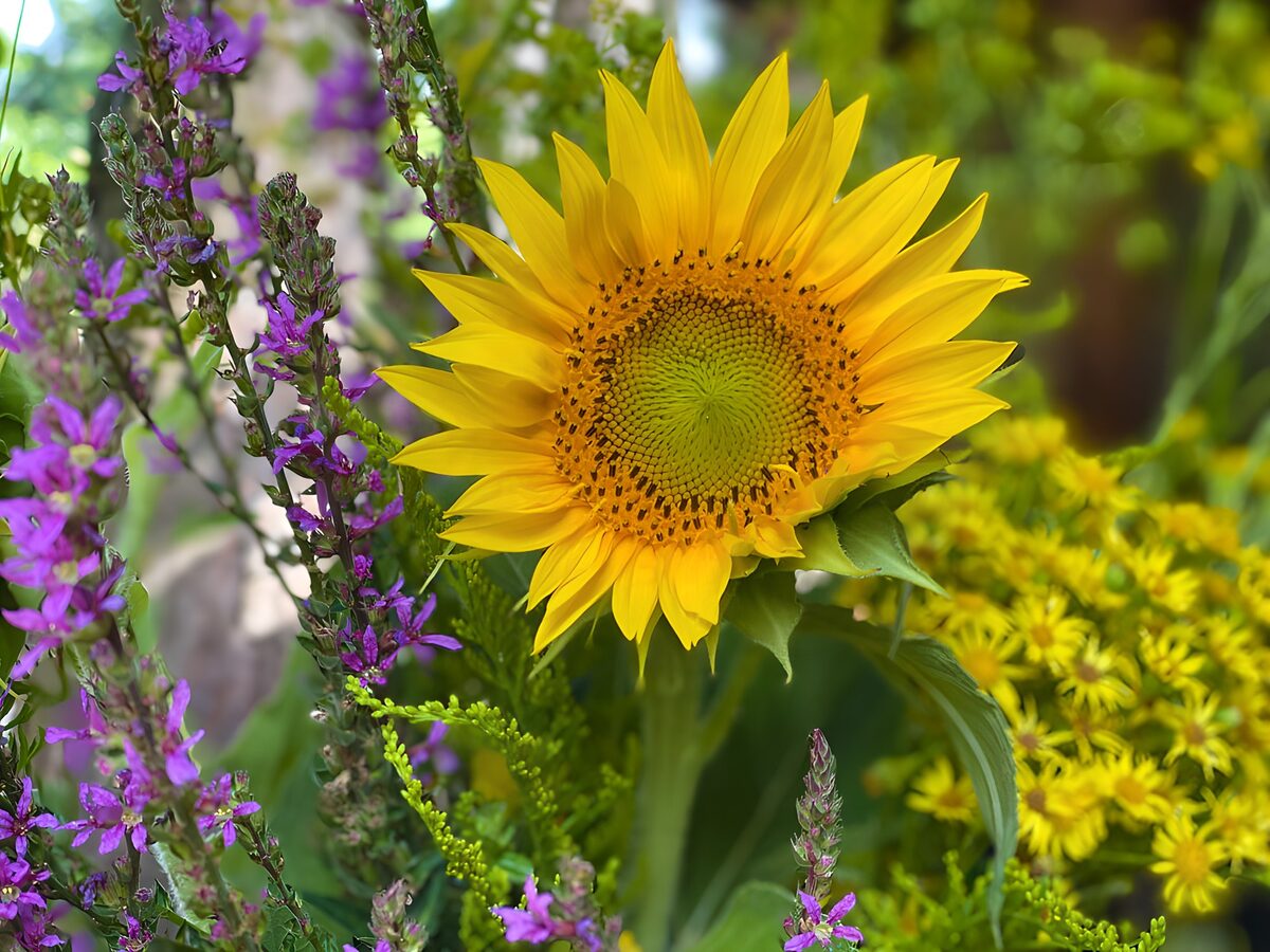 TPDE86515: Leuchtende Sonnenblume im Strauß