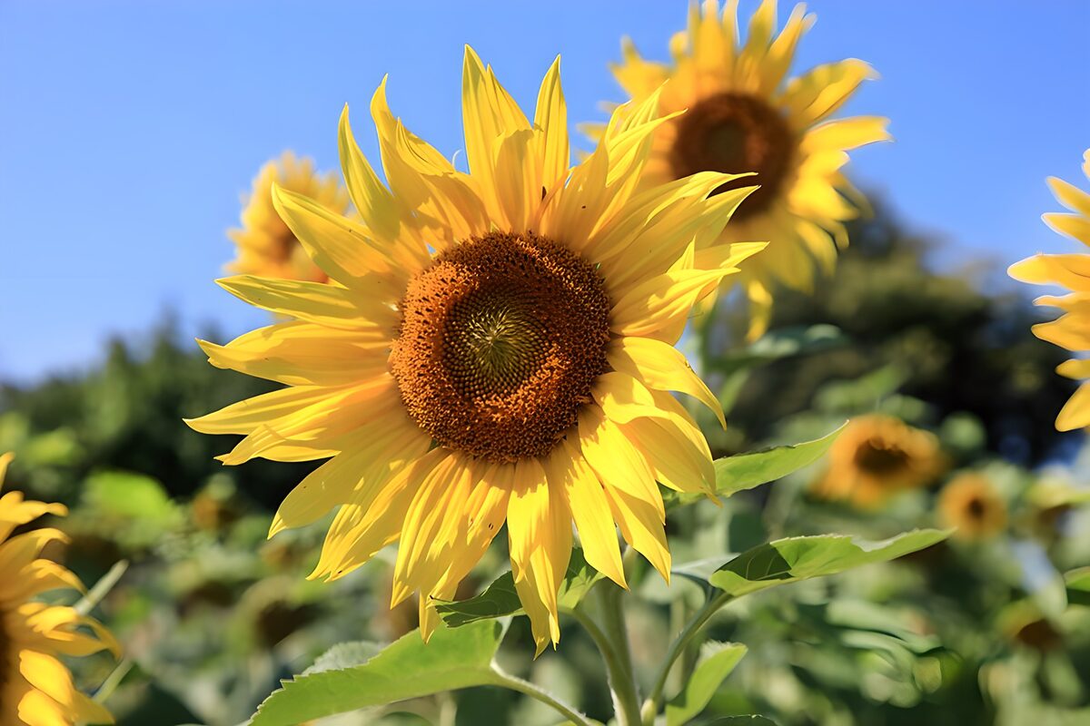 Die Knospe der Sonnenblume verfolgt die Sonne entlang den Himmel