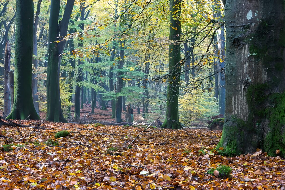 Herbstblätter in Braun- und Gelbtönen am Boden im Speulderwald