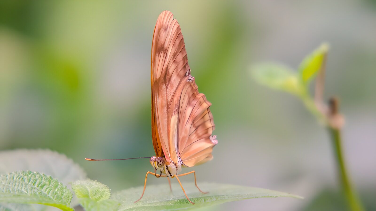TPDE22848: ein Schmetterling in Braunrottönen tastet und riecht an einem Blütenblatt
