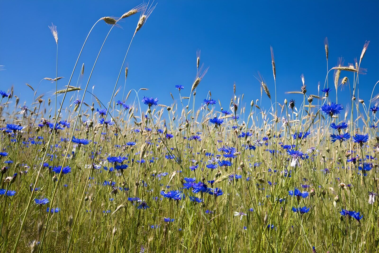 TPDE26636: blaue Kornblumen auf einer Weide