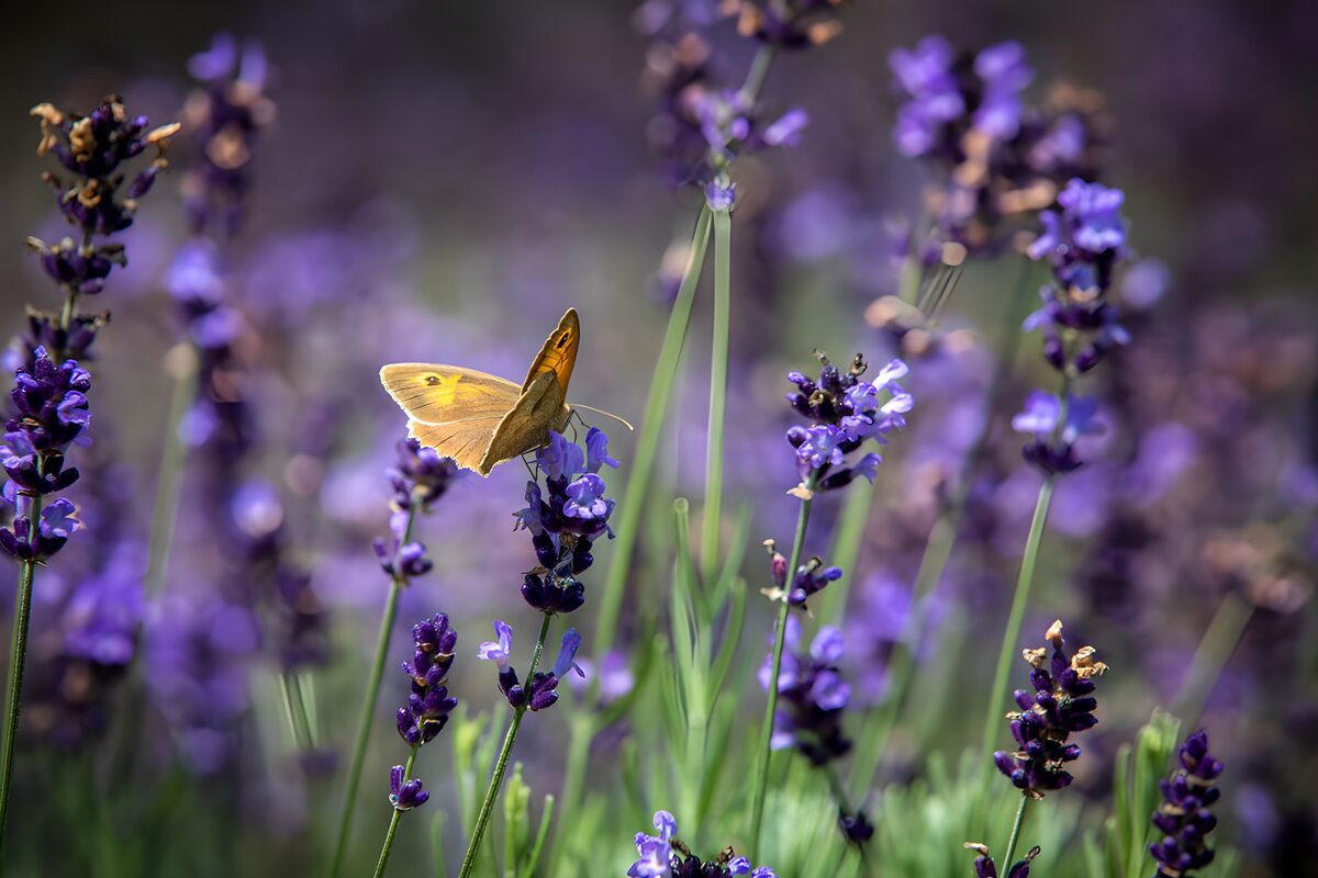 TPDE41126: Schmetterling auf lavendel Blüten