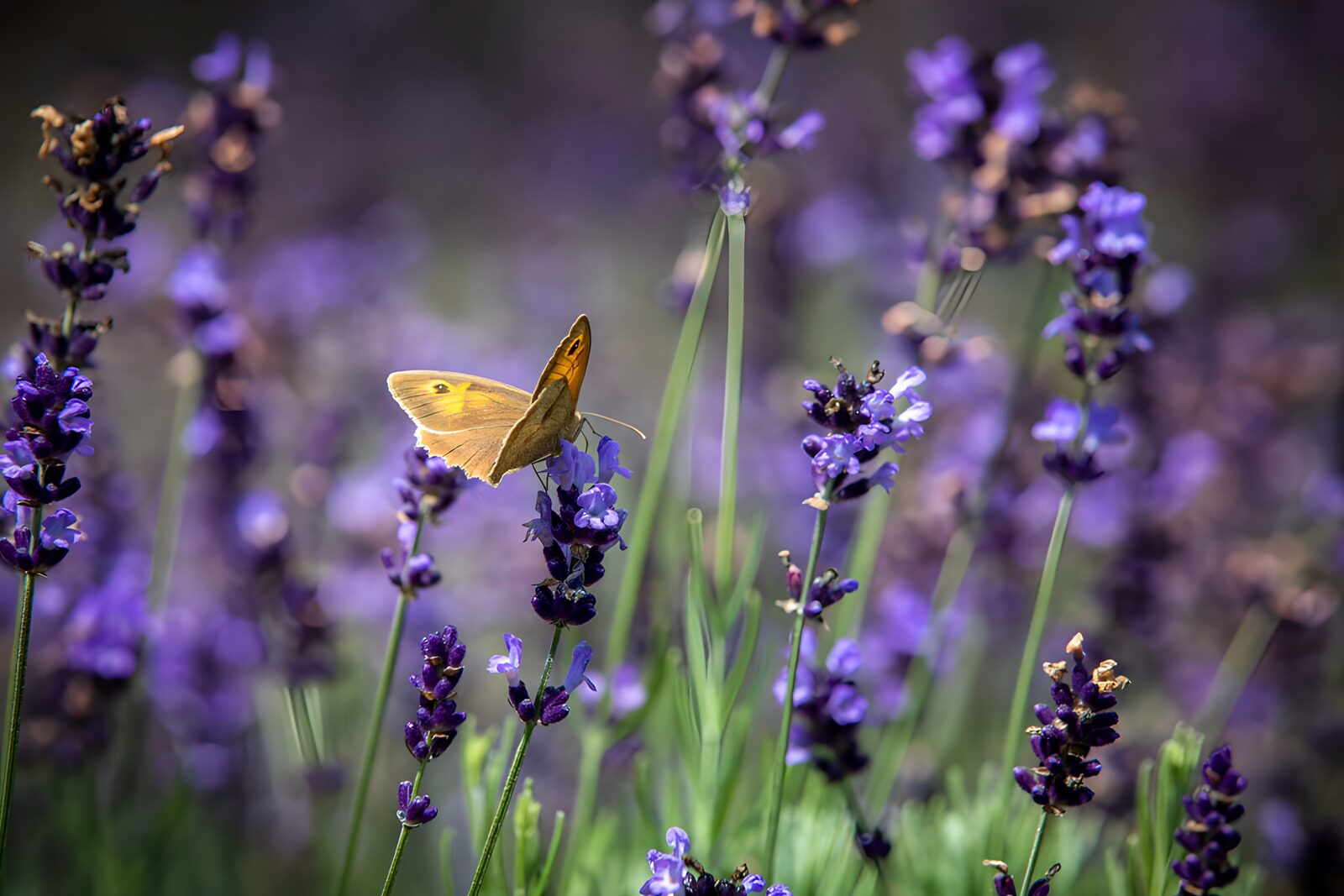TPDE41126: Schmetterling auf lavendel Blüten
