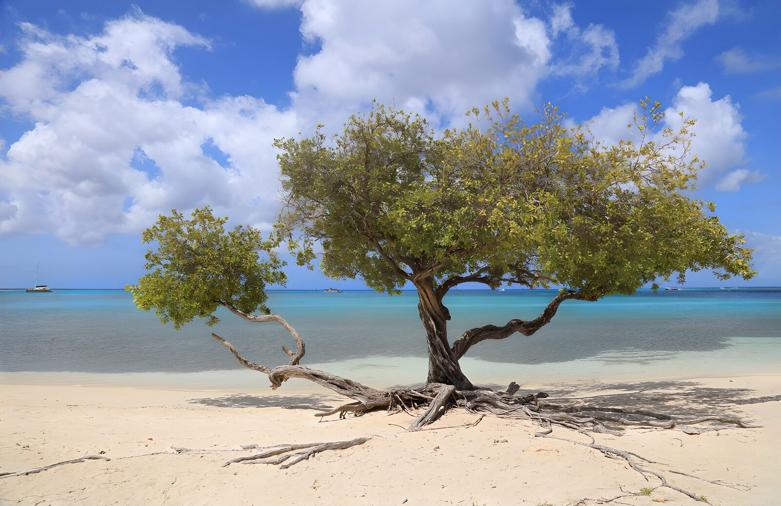 TPDE43897: Einsamer Baum am Strand