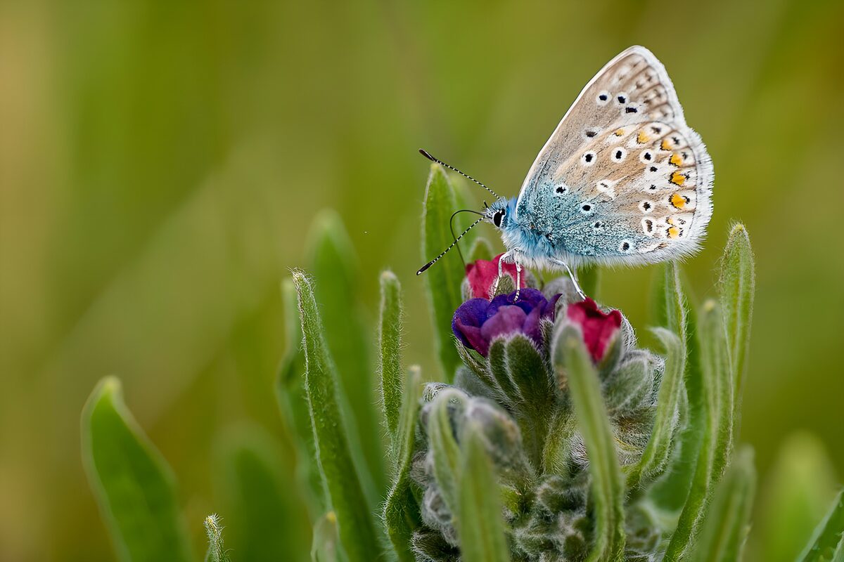 TPDE87808: Schmetterling auf Blume