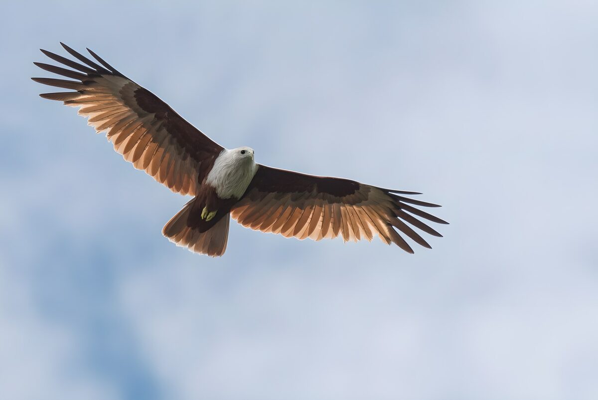 TPDE35269: Seeadler schwebt über dem Meer
