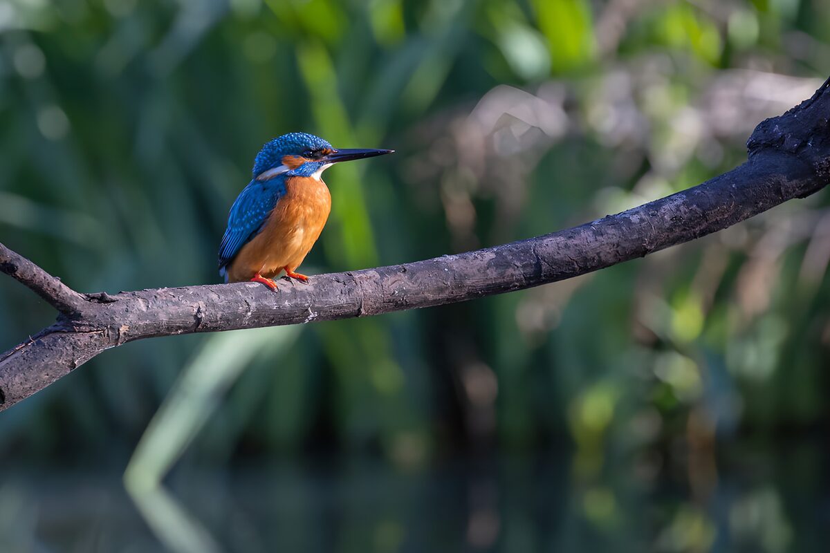 TPDE35569: Eisvogel auf einem Ast