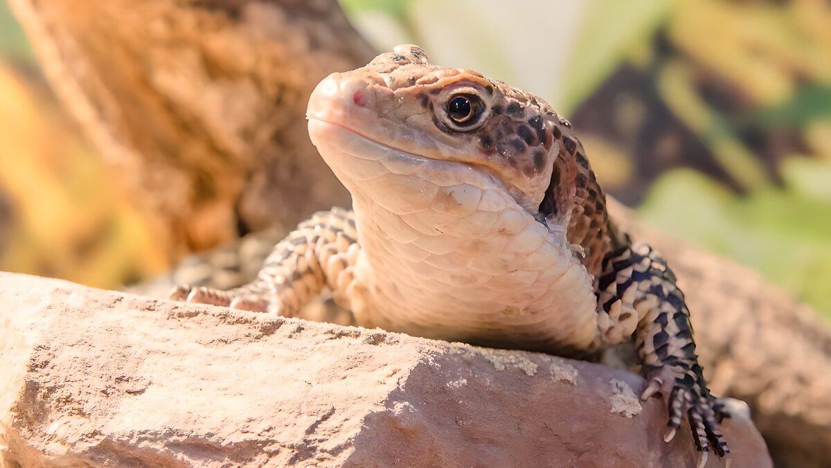 TPDE60876: Komodowaran erwärmt sich in der Sonne