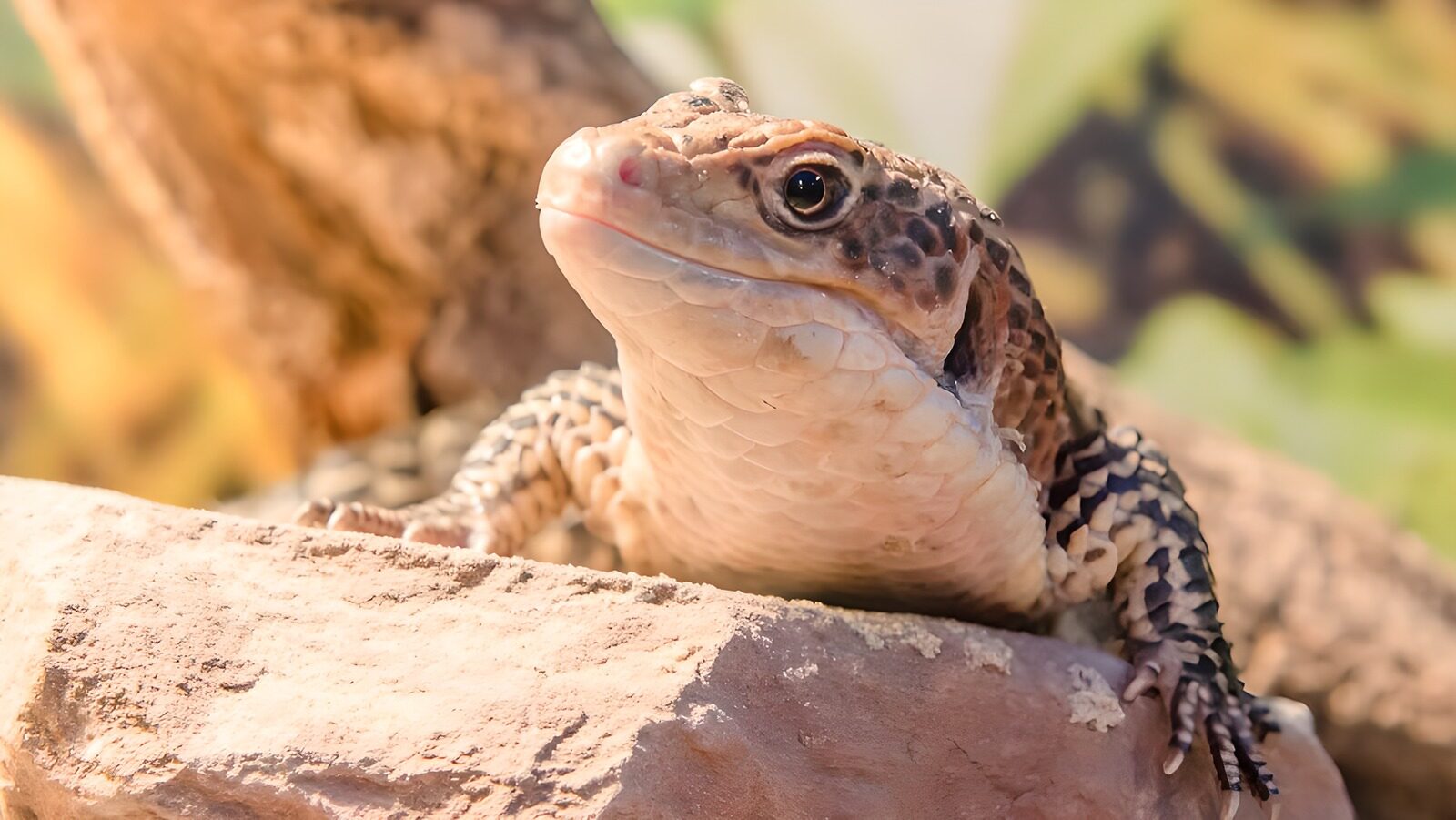 TPDE60876: Komodowaran erwärmt sich in der Sonne