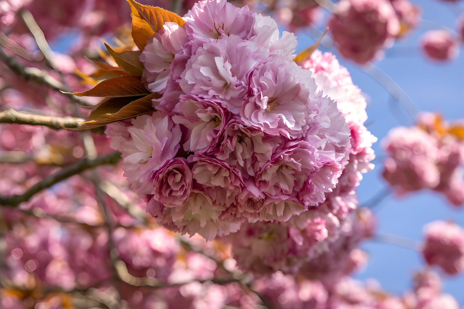 TPDE58102: Blütenpracht der Kirschbaumblüten