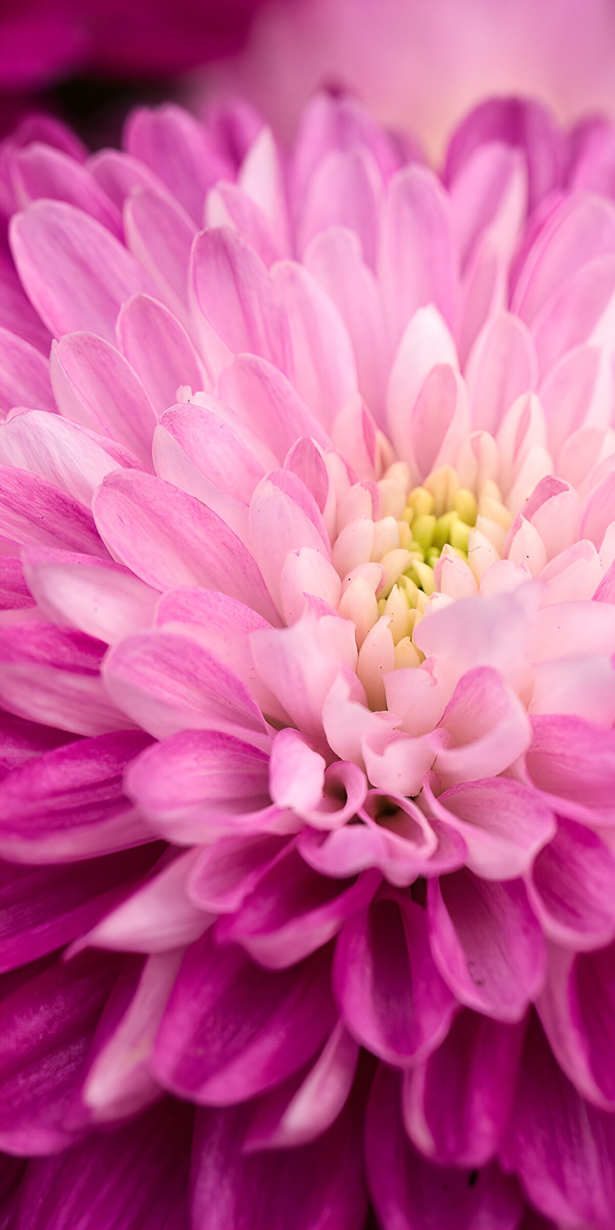 TPDE84320: Zarte pinke Blüte in voller Pracht