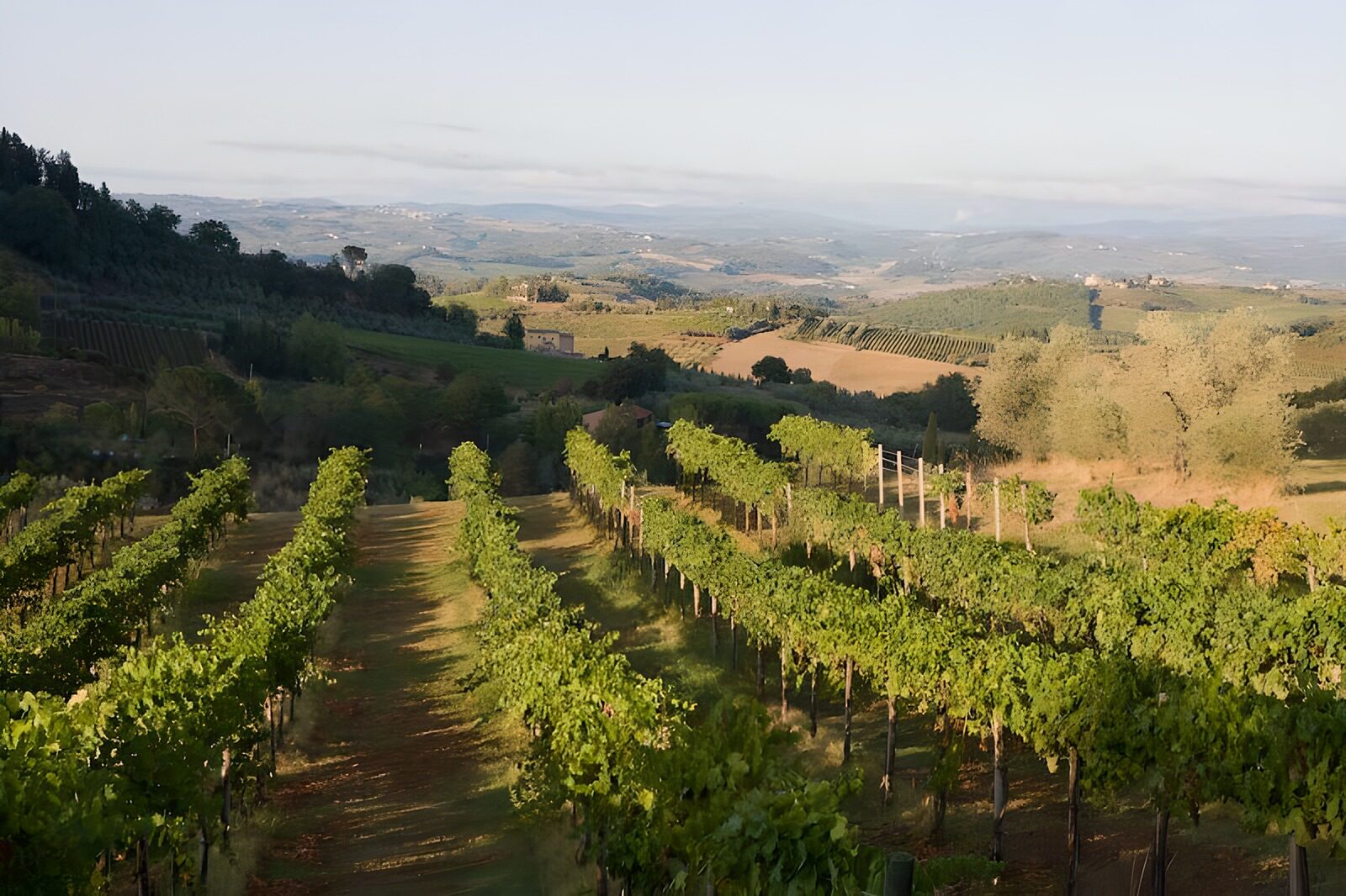 TPDE88183:  im Vordergrund die Weinreben am Südhang, im Hintergrund eine hügelige Landschaft 