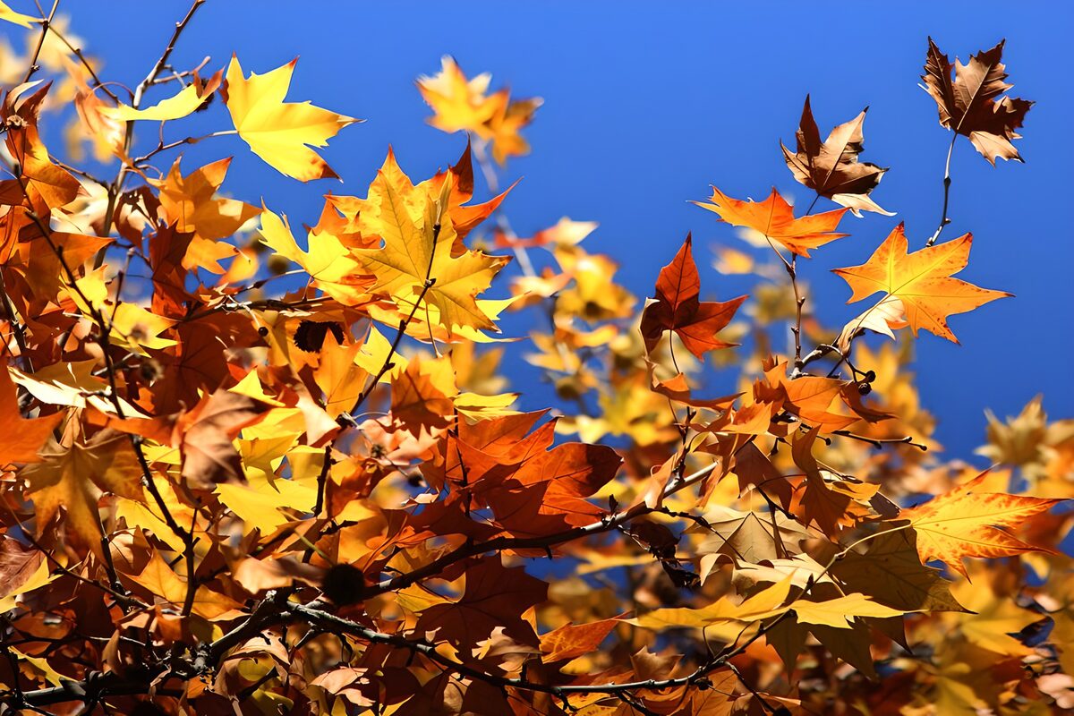 die schönen braunen und gelben Blätter an den Bäumen an an einem sonnigen Tag im September