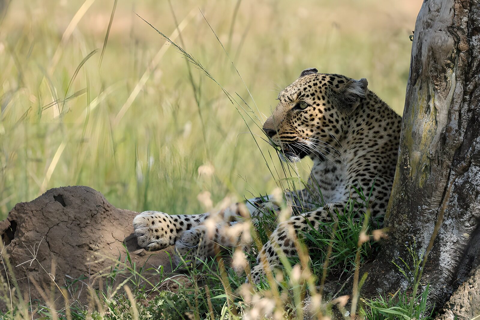 TPDE92680: Gepard in der Savanne