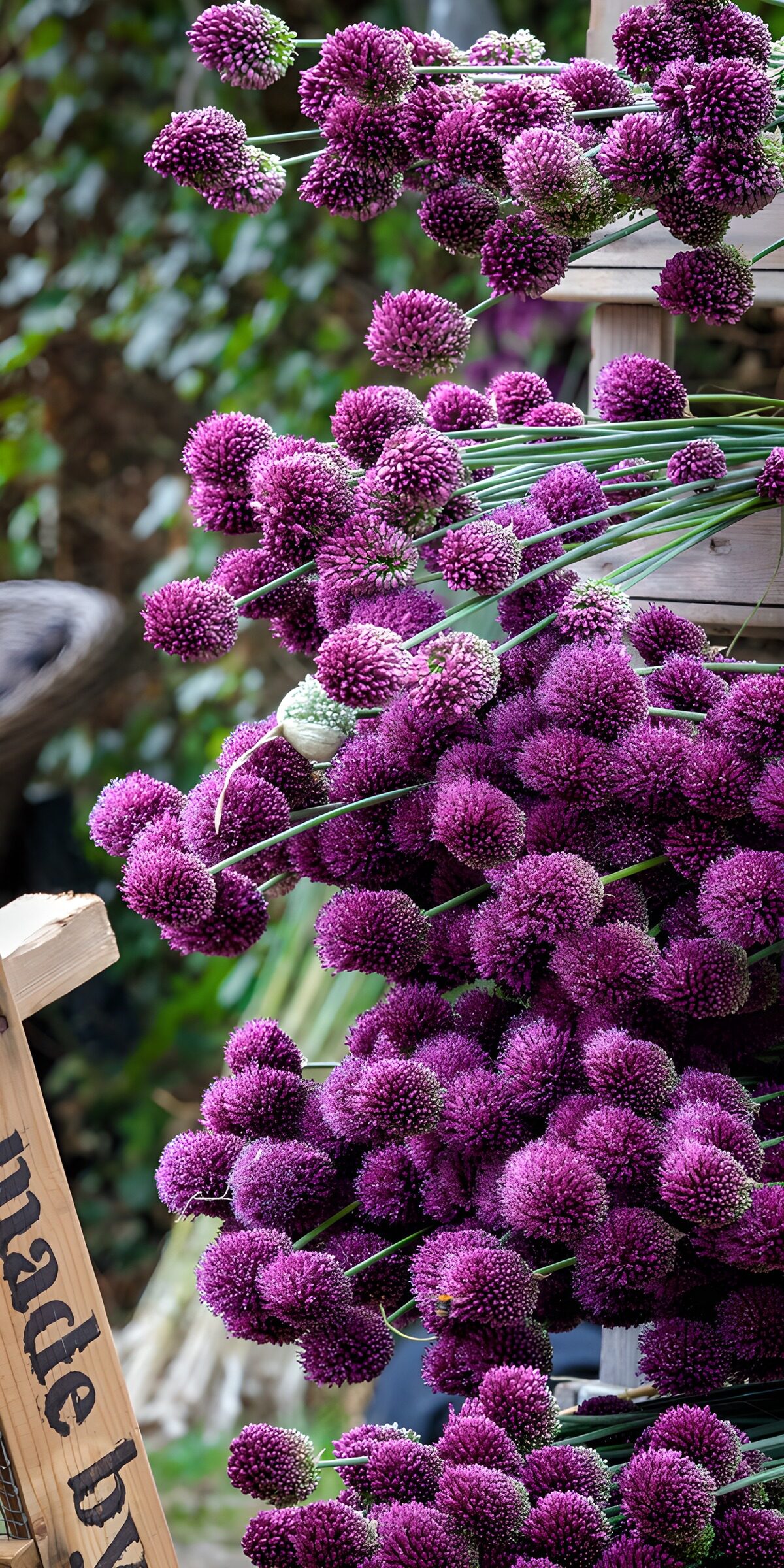 TPDE37801: Lila Blütenpracht im Garten