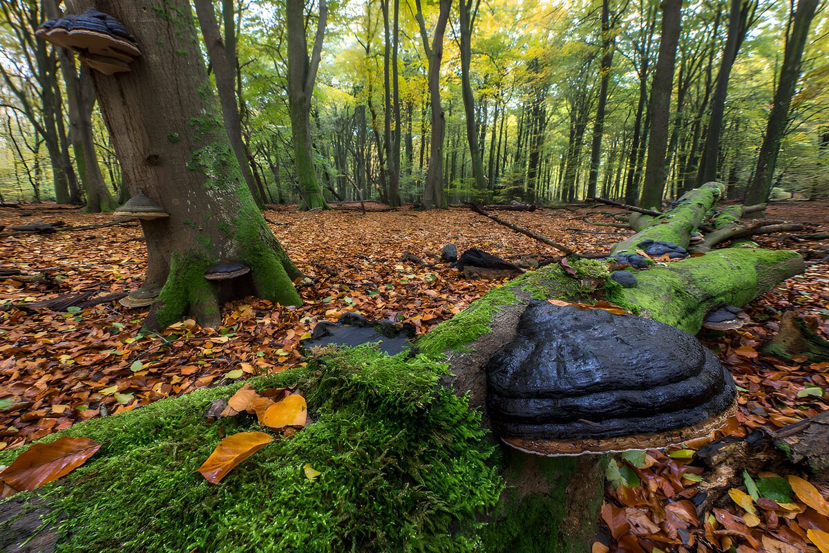 TPDE74803: Zauberhafte Herbstlandschaft im Wald