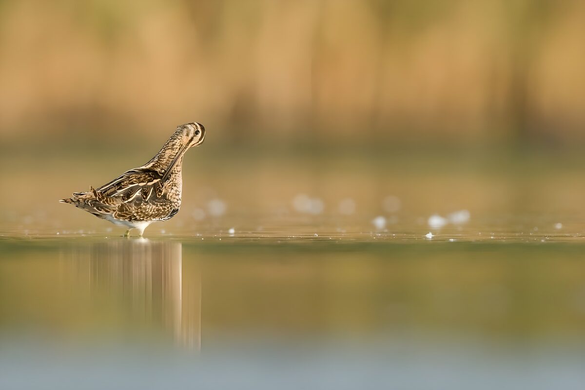 TPDE54734: Schnepfenvogel im Fluß säubert das Gefieder