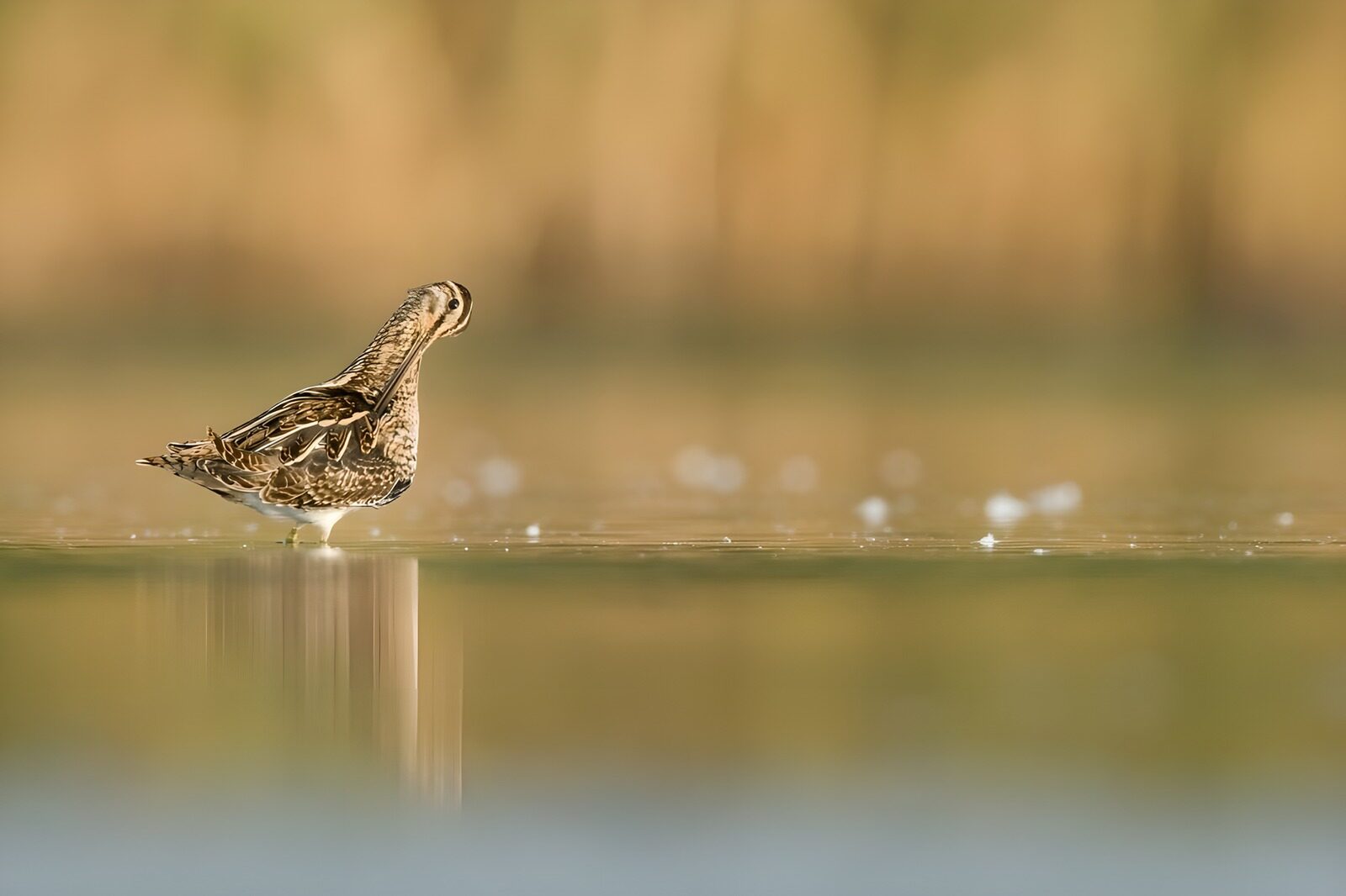 TPDE54734: Schnepfenvogel im Fluß säubert das Gefieder