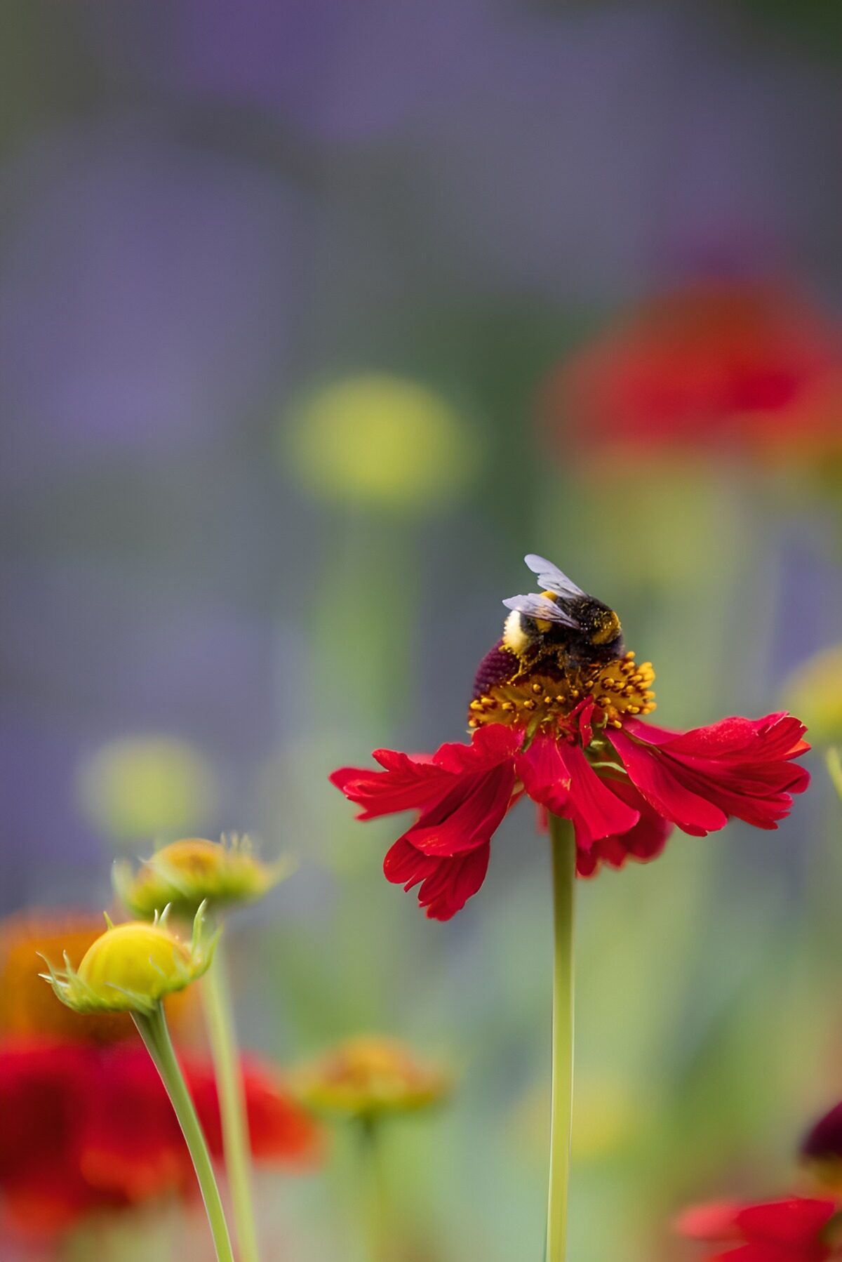 TPDE31054: Hummel auf roter Sonnenbraut