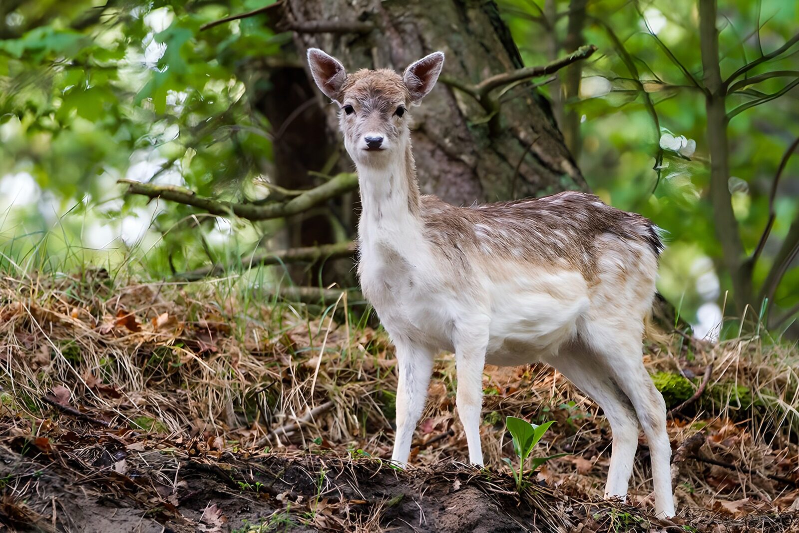 TPDE30262: ein Reh im Sommerkleid im Wald