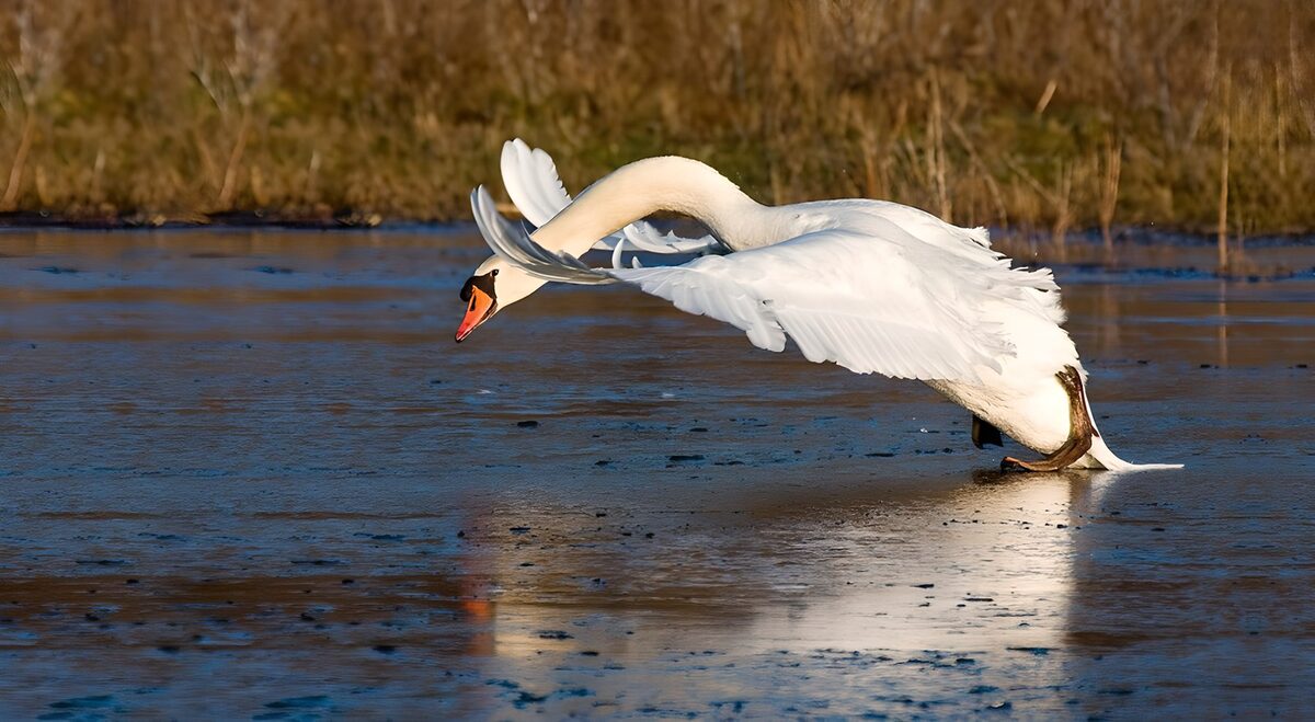 TPDE62387: Schwan, der auf dem  Wasser landet