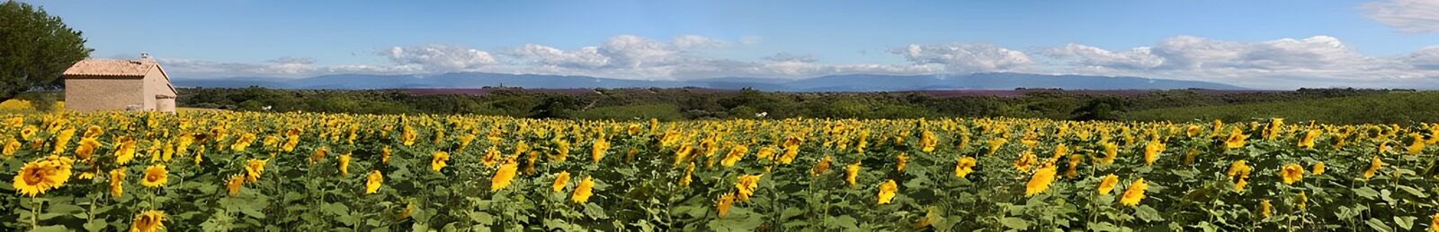 TPDE48277: gelbe Sonnenblumen in Süd-Frankreich