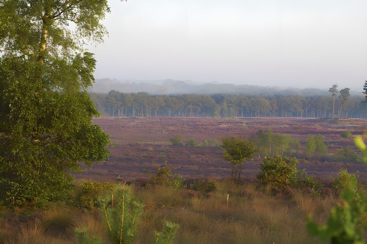 TPDE41670: Heide Panorama in Leusden (NL)