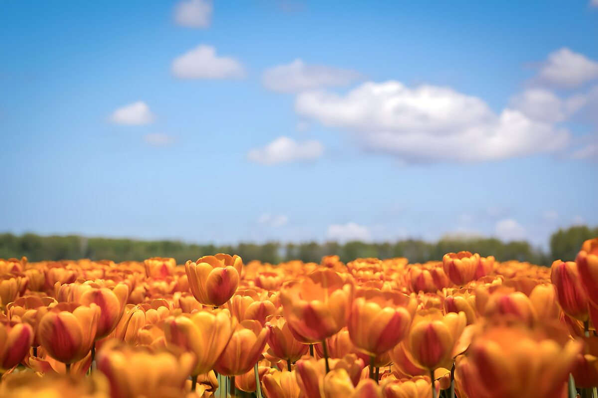 TPDE24541: Blühende Tulpenfelder im Sonnenlicht